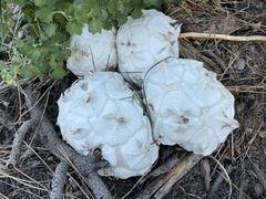 Calvatia sculpta