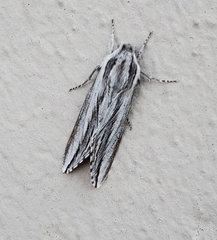 Sphinx dollii
