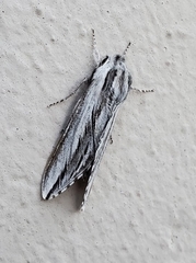 Sphinx dollii