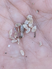 Calochortus splendens