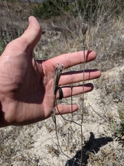 Calochortus splendens