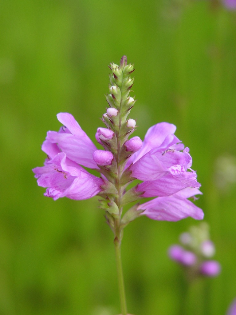Longsepal False Dragonhead