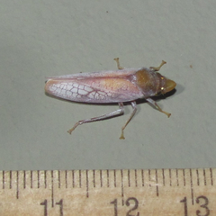 Diestostemma biolleyi