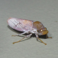 Diestostemma biolleyi