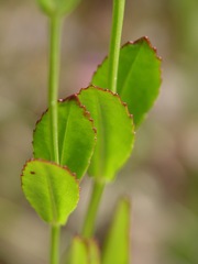 Physostegia longisepala