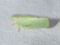 Flatormenis inferior
