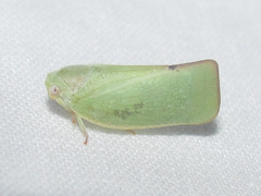 Flatormenis inferior