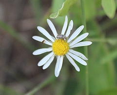 Trigonorhinus griseus
