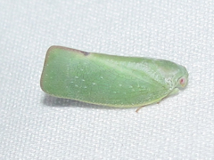 Flatormenis inferior