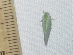 Flatormenis inferior