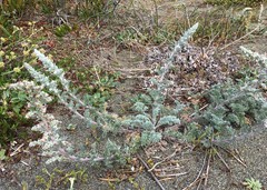 Artemisia pycnocephala
