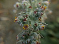 Artemisia pycnocephala