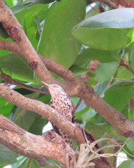 Campylorhynchus nuchalis