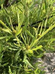 Leucadendron salignum