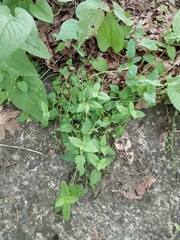 Veronica peduncularis