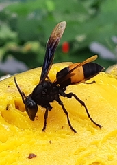 Vespa tropica