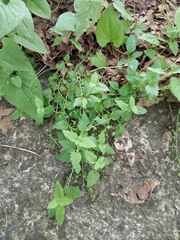 Veronica peduncularis