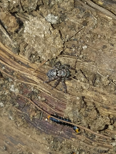 Dirty Jumping Spider