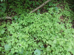 Geranium robertianum