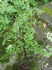 Galium aparine
