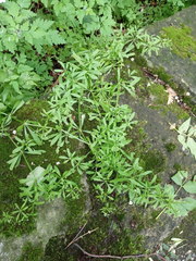 Galium aparine