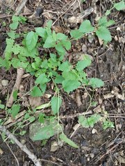 Veronica peduncularis