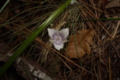 Calochortus elegans nanus