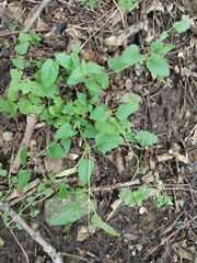 Veronica peduncularis