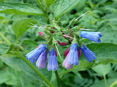 Symphytum asperum