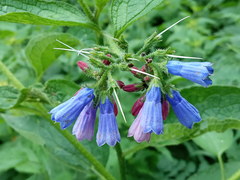 Symphytum asperum