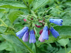 Symphytum asperum