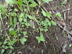 Veronica peduncularis