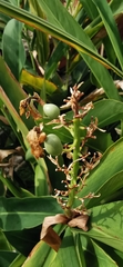 Alpinia galanga