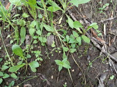 Veronica peduncularis