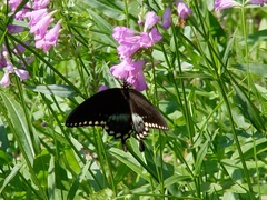 Physostegia longisepala