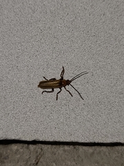 Cantharis rufa