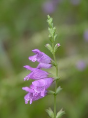 Physostegia longisepala