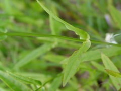Physostegia longisepala
