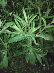 Lamiaceae