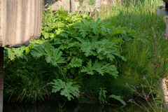 Heracleum sosnowskyi