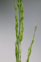 Poa palustris