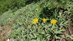 Arnica dealbata