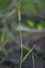 Alopecurus aequalis