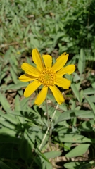 Arnica dealbata