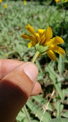 Arnica dealbata