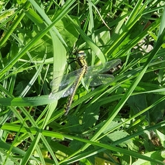 Gomphus vulgatissimus