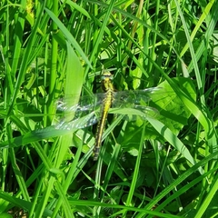 Gomphus vulgatissimus