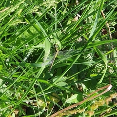 Gomphus vulgatissimus
