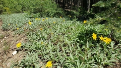 Arnica dealbata