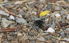 Alphasida holosericea